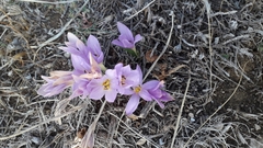Colchicum cupanii