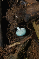 Coprinopsis pulchricaerulea