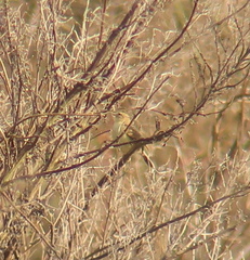 Cisticola juncidis
