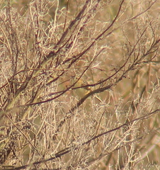 Cisticola juncidis