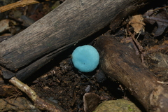Coprinopsis pulchricaerulea
