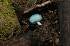 Coprinopsis pulchricaerulea