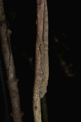 Eurydactylodes vieillardi