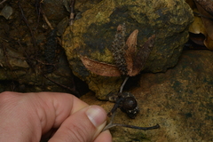 Flindersia fournieri