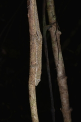 Eurydactylodes vieillardi