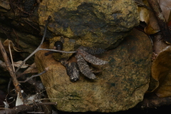 Flindersia fournieri