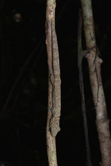Eurydactylodes vieillardi