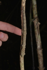 Eurydactylodes vieillardi