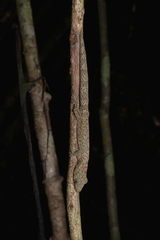 Eurydactylodes vieillardi