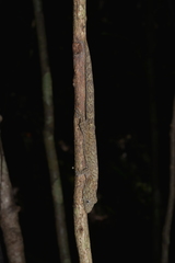 Eurydactylodes vieillardi
