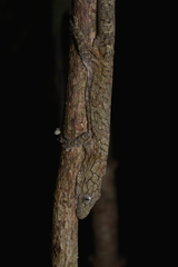 Eurydactylodes vieillardi