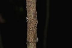 Eurydactylodes vieillardi