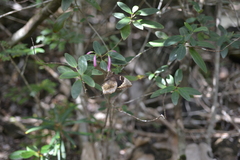 Papilio montrouzieri