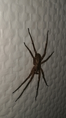 Zoropsis spinimana