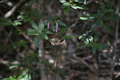 Papilio montrouzieri
