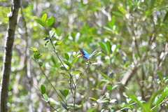 Papilio montrouzieri