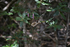 Papilio montrouzieri