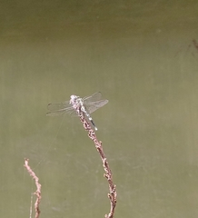 Orthetrum sabina