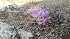 Colchicum cupanii