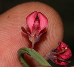 Indigofera gifbergensis