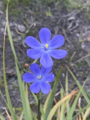 Orthrosanthus multiflorus