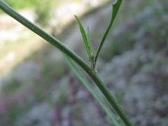 Picris strigosa
