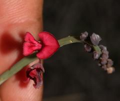 Indigofera gifbergensis