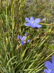 Orthrosanthus multiflorus