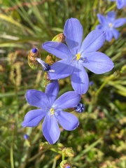 Orthrosanthus multiflorus