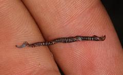 Indigofera gifbergensis