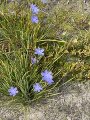 Orthrosanthus multiflorus