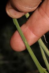 Indigofera gifbergensis