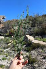 Indigofera gifbergensis