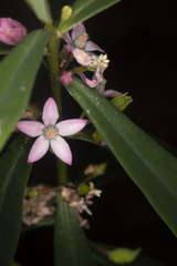 Philotheca myoporoides