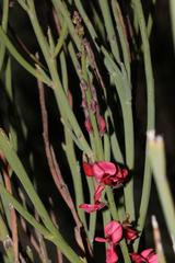 Indigofera gifbergensis