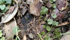 Hydrocotyle moschata parvifolia