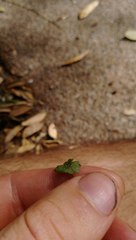 Hydrocotyle moschata parvifolia