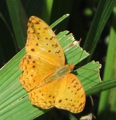 Phalanta