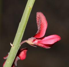 Indigofera gifbergensis