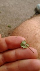 Hydrocotyle moschata parvifolia