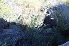 Indigofera gifbergensis