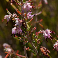 Erica eriocephala