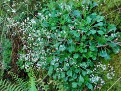 Saxifraga spathularis