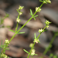 Galium gaudichaudii