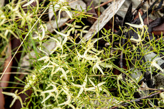 Clematis leptophylla