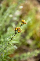 Chrysocephalum semipapposum