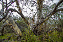 Eucalyptus pauciflora