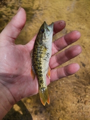 Micropterus chattahoochae