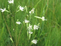 Silene multiflora