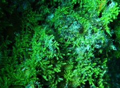Caulerpa webbiana